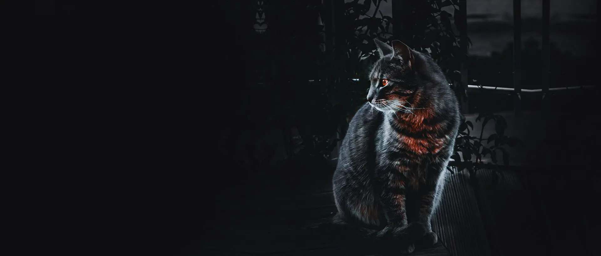 NestJS Cat